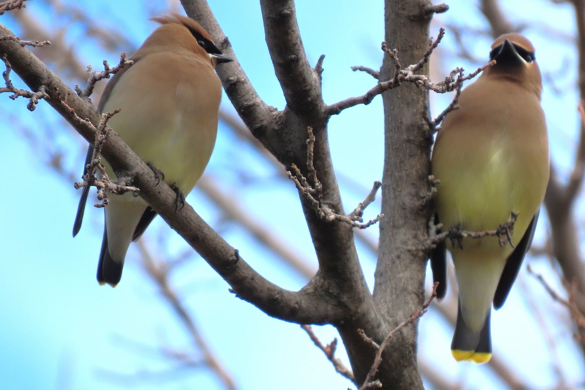 Кедровый свиристель - ML652229685