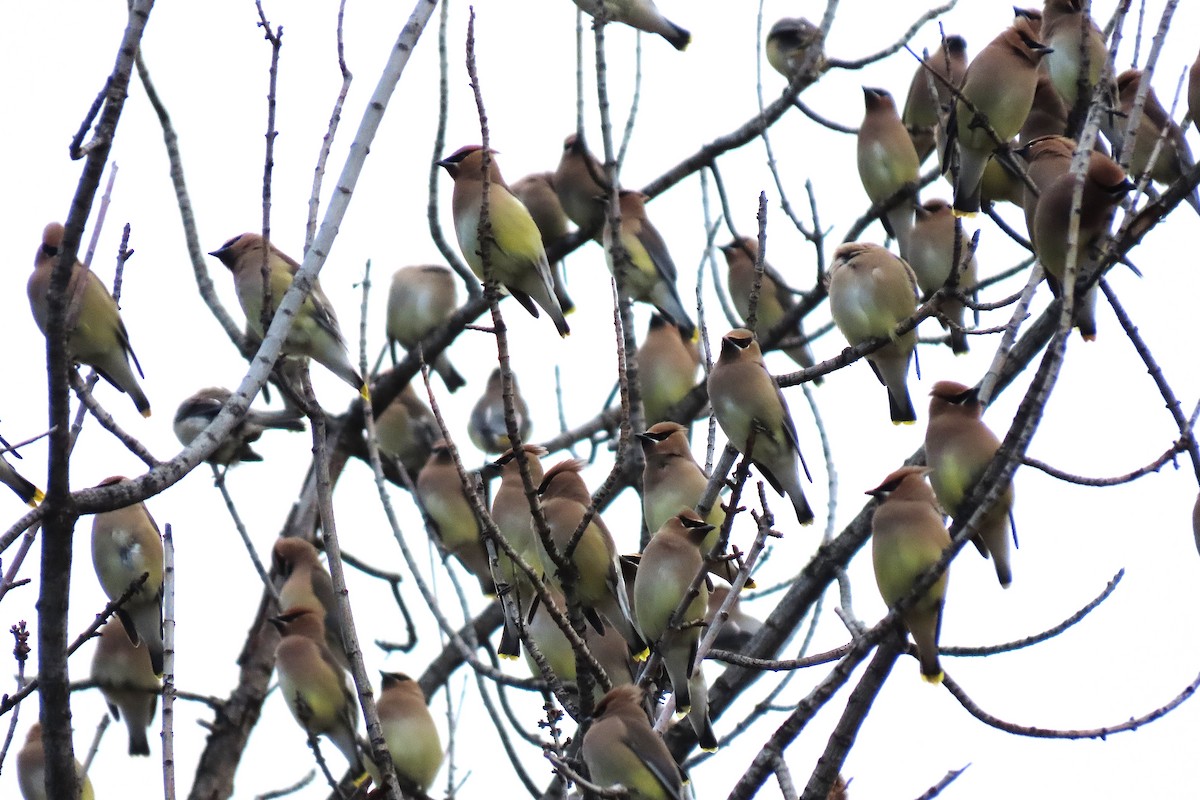 Кедровый свиристель - ML652229686