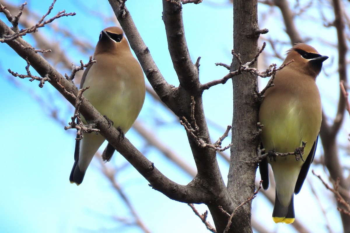 Кедровый свиристель - ML652229687