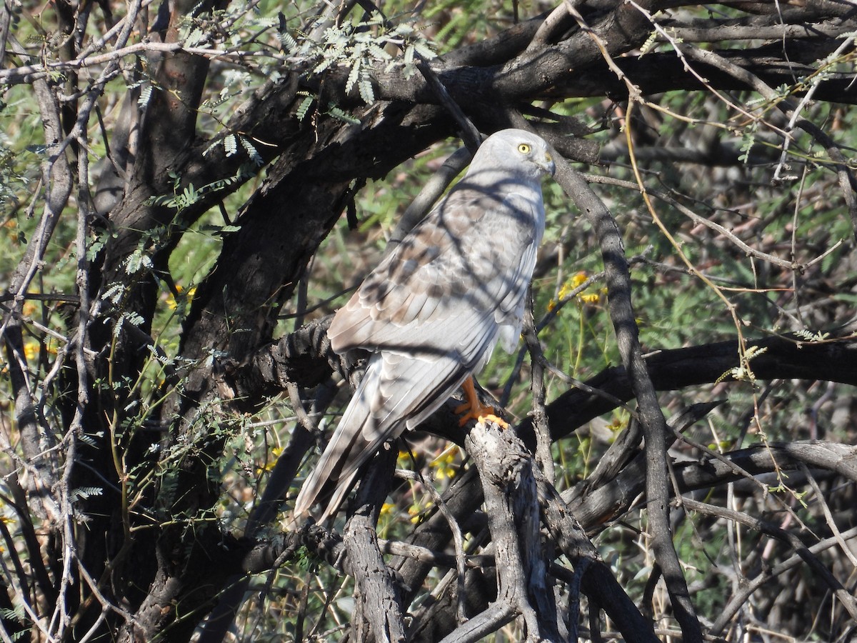 זרון אמריקני - ML652229822