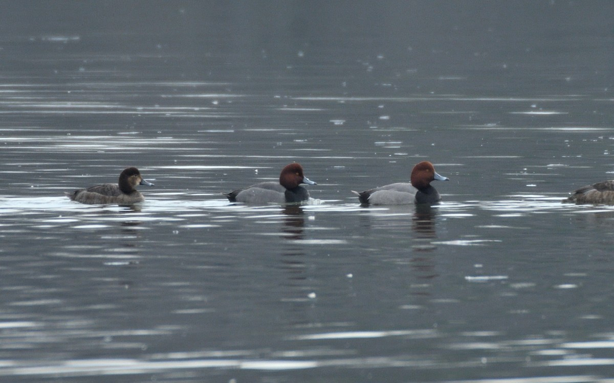 アメリカホシハジロ - ML652229833