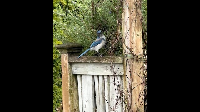 Калифорнийская сойка - ML652229855