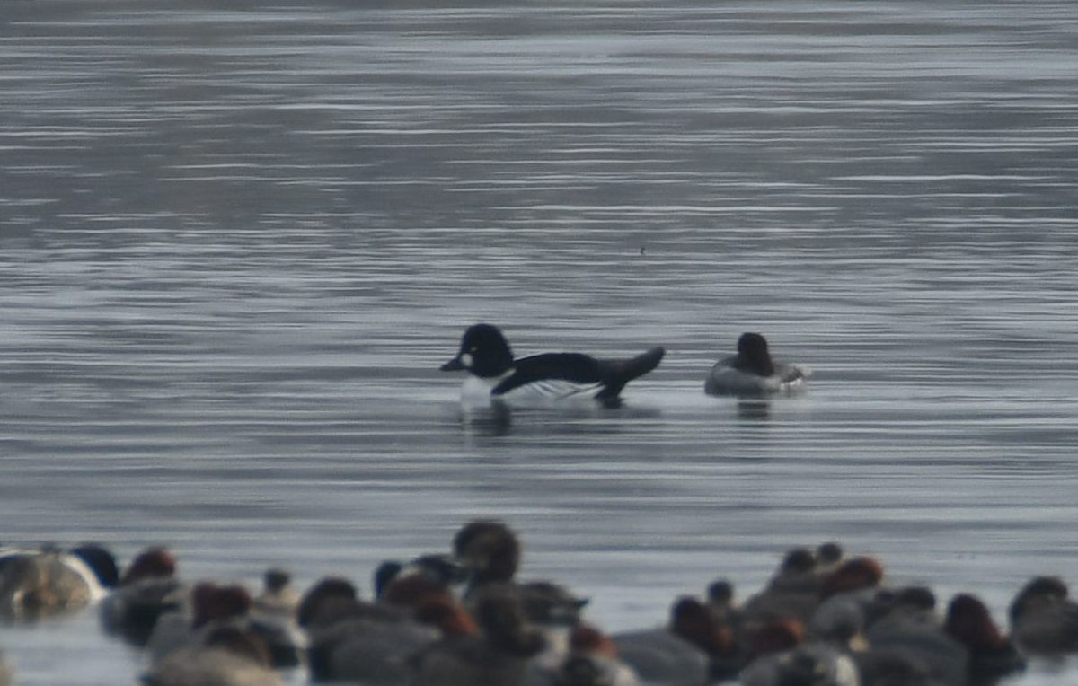 ホオジロガモ - ML652229868