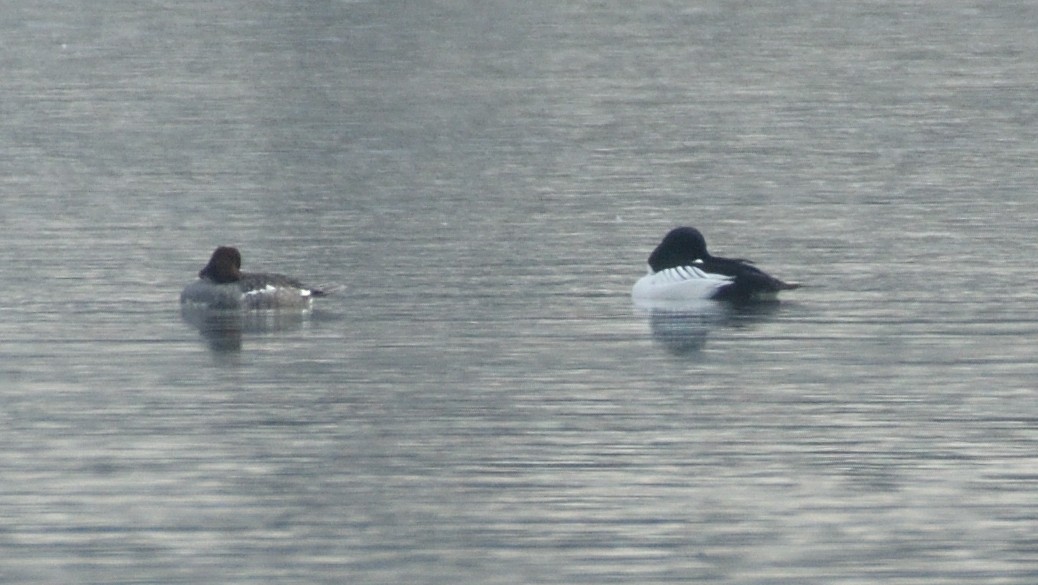 ホオジロガモ - ML652229886