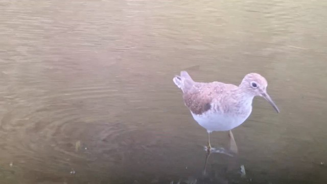 Solitary Sandpiper - ML652229937