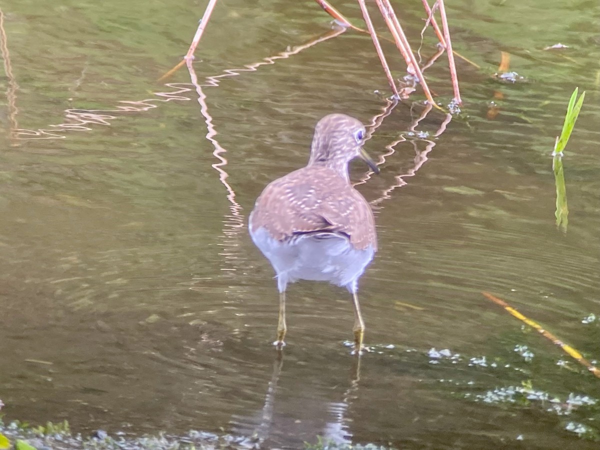 Solitary Sandpiper - ML652229944