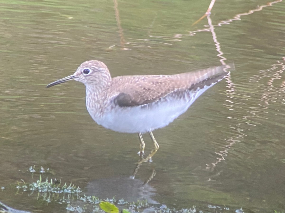Solitary Sandpiper - ML652229945
