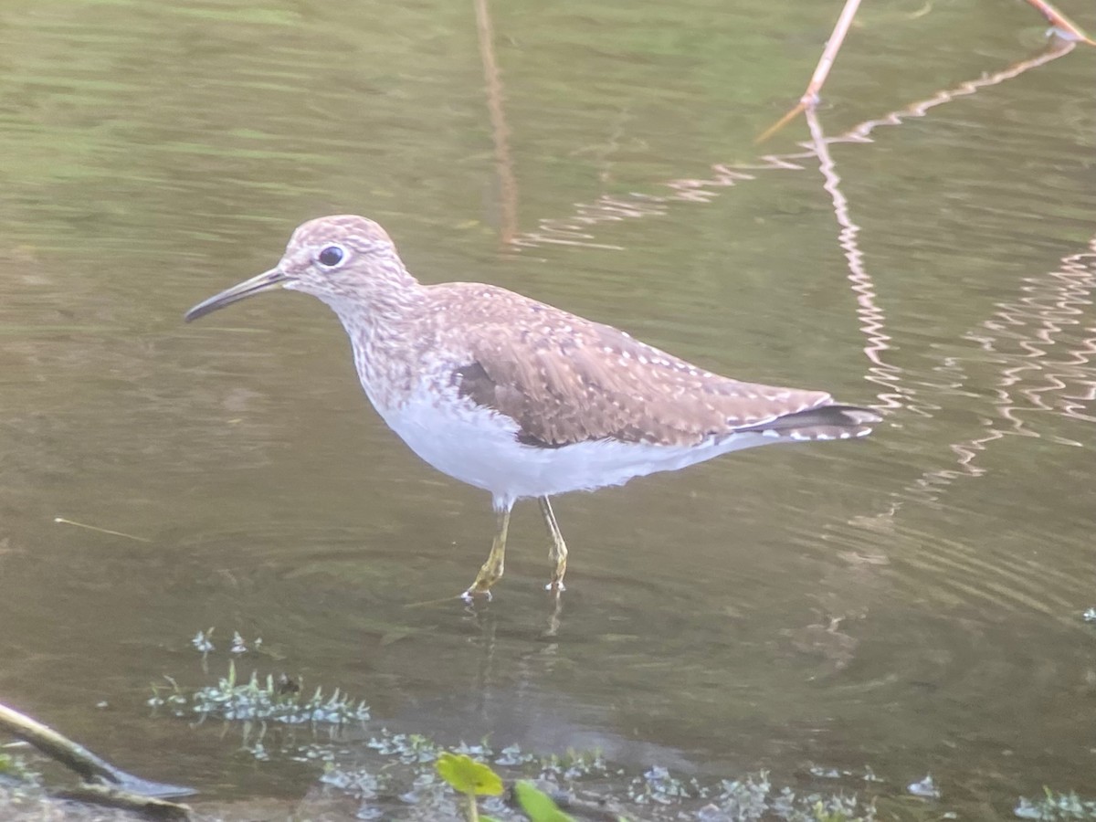 Solitary Sandpiper - ML652229946