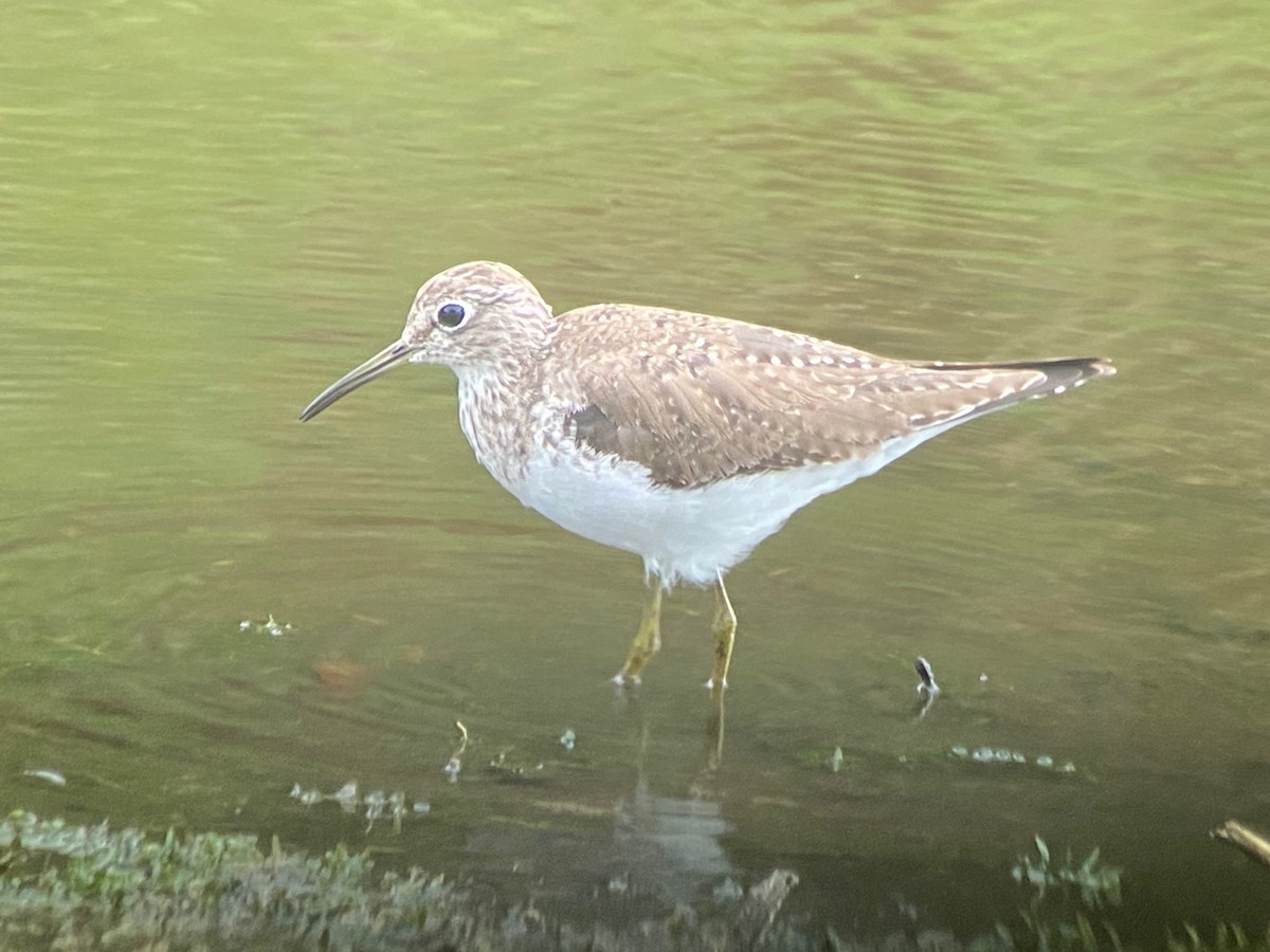 Solitary Sandpiper - ML652229947