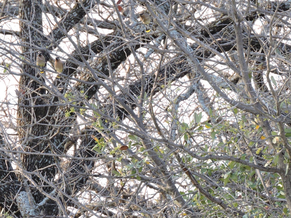 Кедровый свиристель - ML652230062