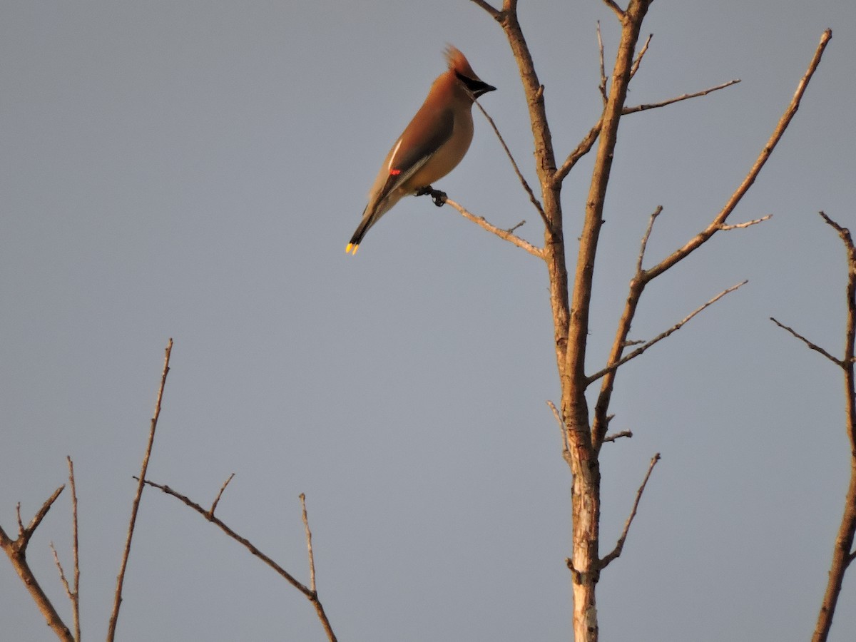 Кедровый свиристель - ML652230063