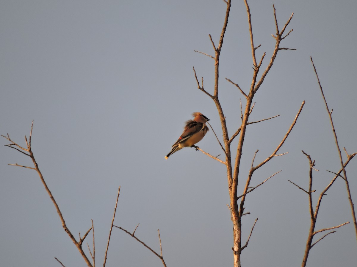 Кедровый свиристель - ML652230064