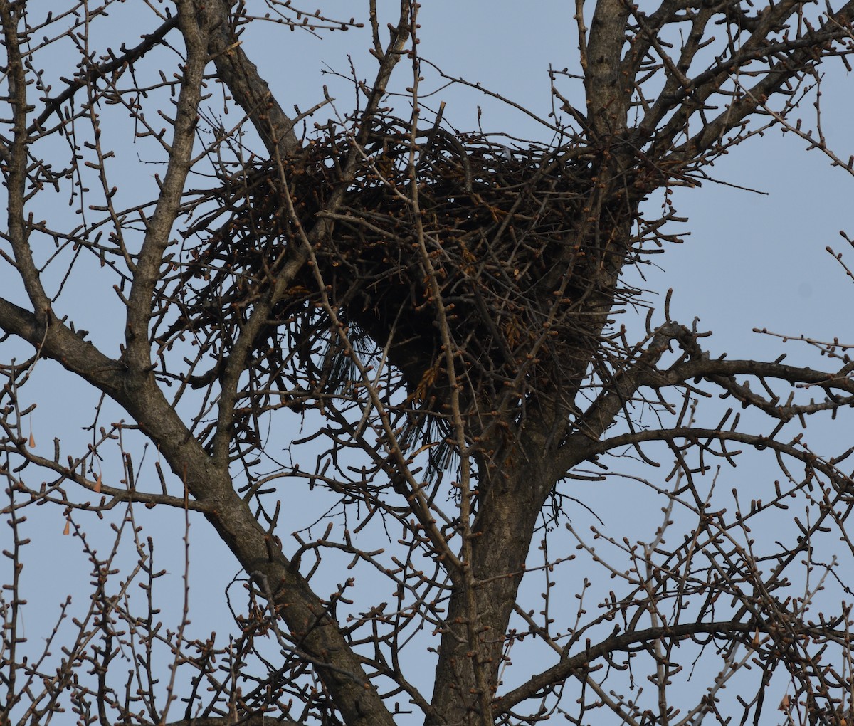 アカオノスリ - ML652230442