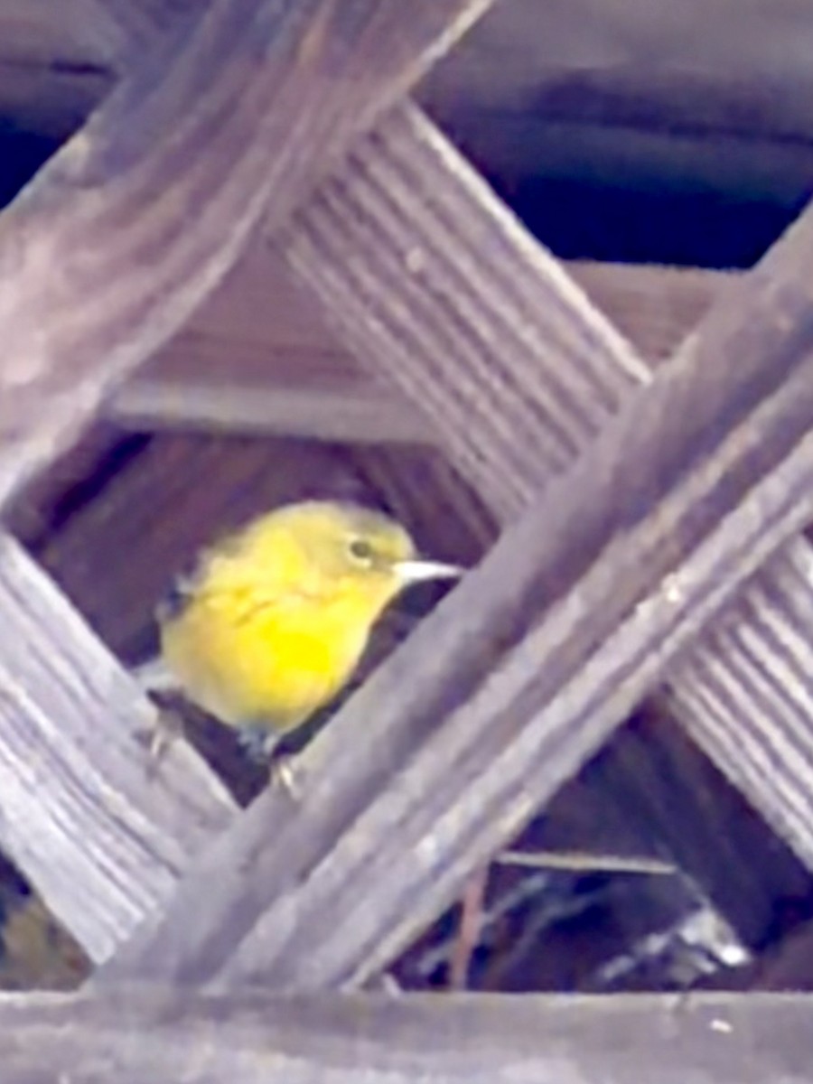 マツアメリカムシクイ - ML652230444