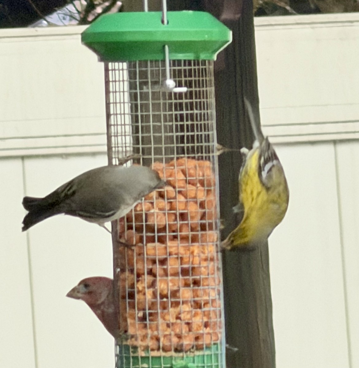 マツアメリカムシクイ - ML652230445