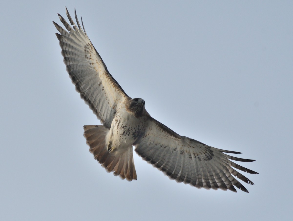 アカオノスリ - ML652230457