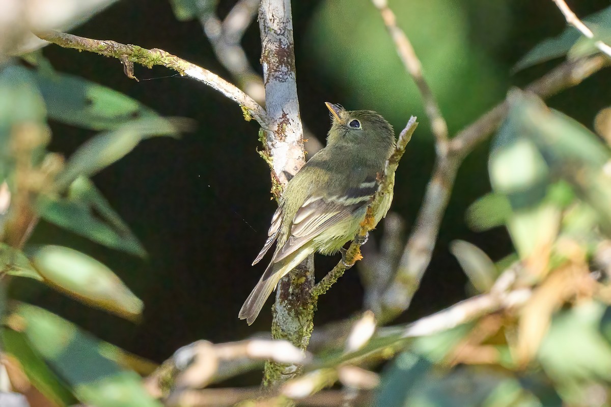Yellow-bellied Flycatcher - ML652230468