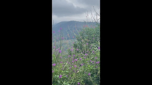 Фиолетовоголовый колибри - ML652230604