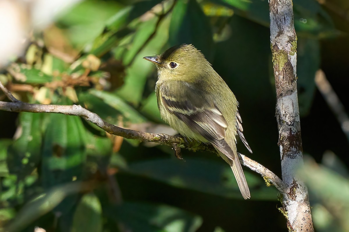 Yellow-bellied Flycatcher - ML652230670