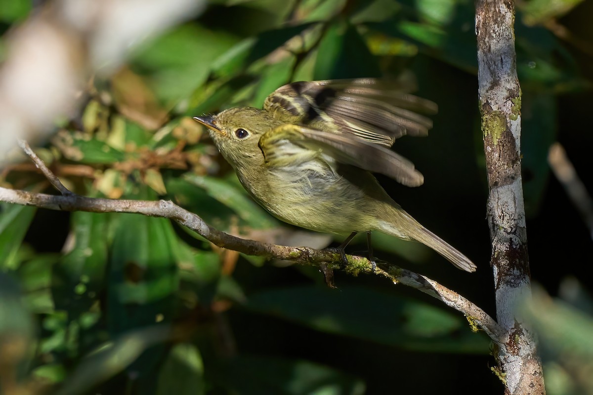 Yellow-bellied Flycatcher - ML652230814
