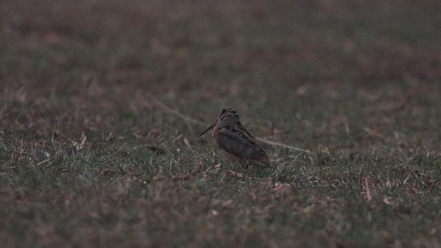 Американский вальдшнеп - ML652230920