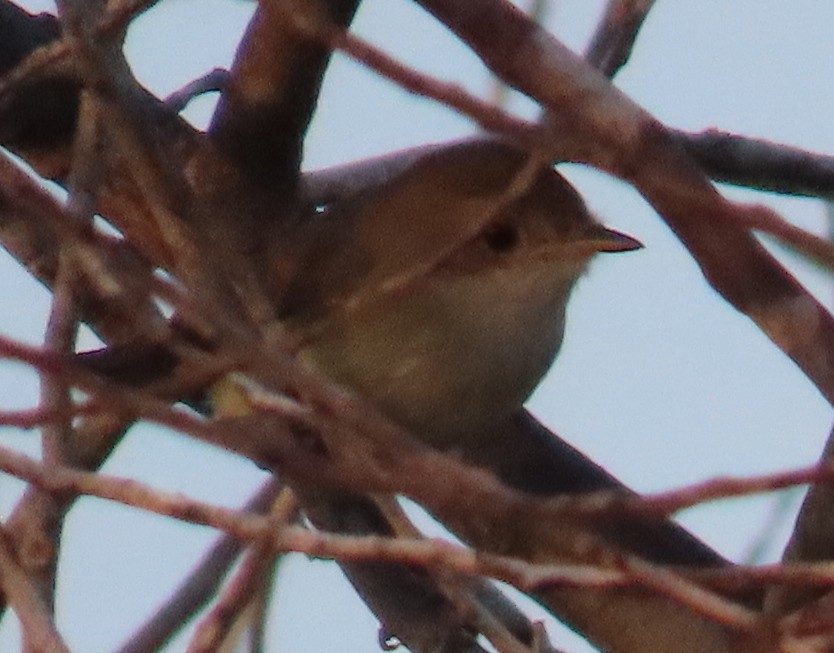 Fulvous-crowned Scrub-Tyrant - ML652231171