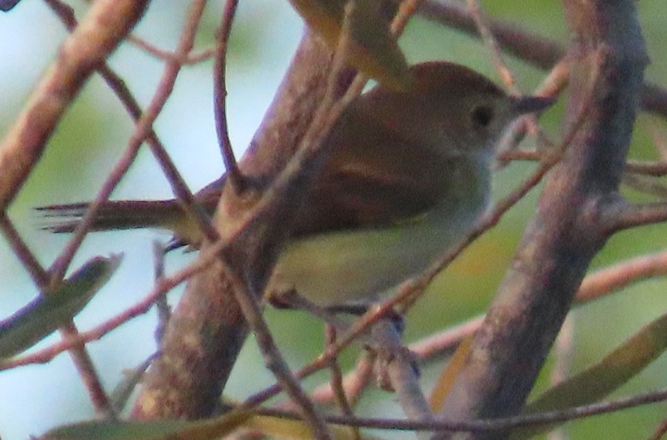 Fulvous-crowned Scrub-Tyrant - ML652231184