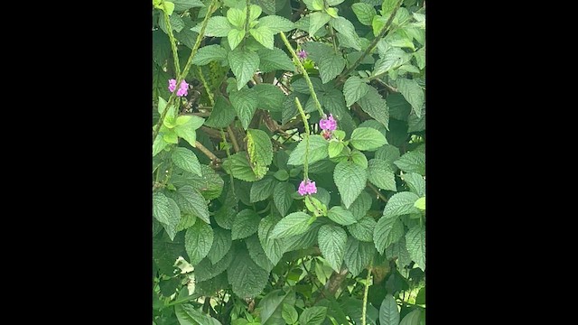 Белошапочный колибри - ML652231198