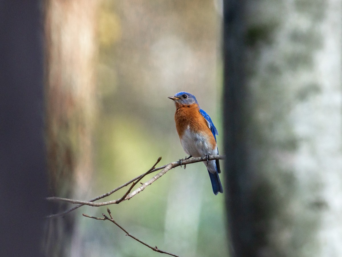 Eastern Bluebird - ML652231275