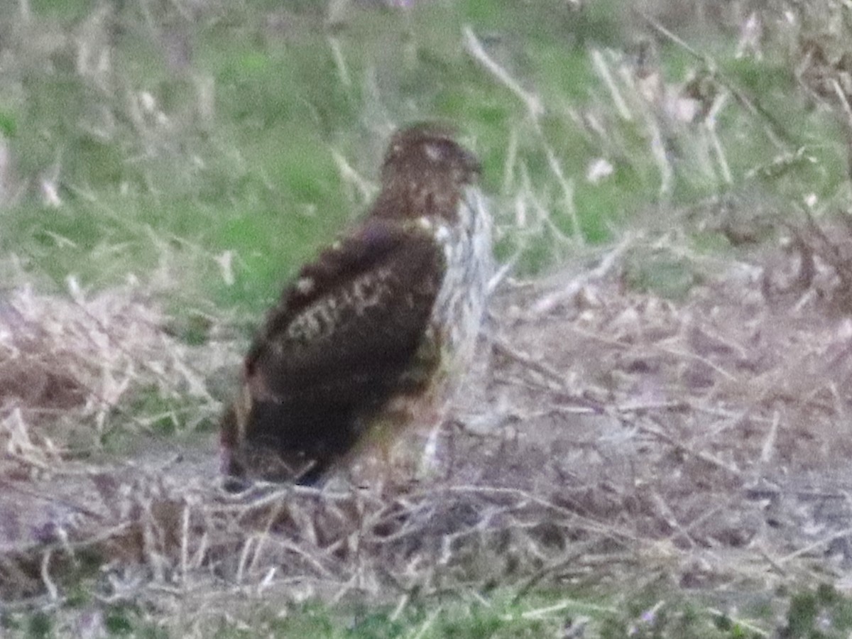 זרון אמריקני - ML652231491