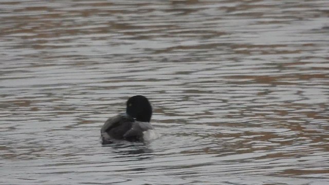 Морская чернеть - ML652231576