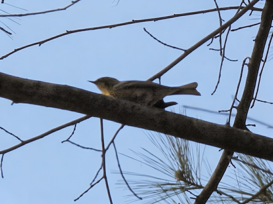 マツアメリカムシクイ - ML652231791