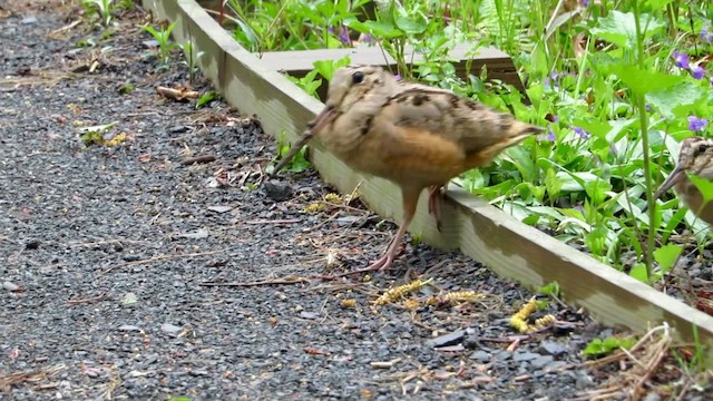 Американский вальдшнеп - ML652231810