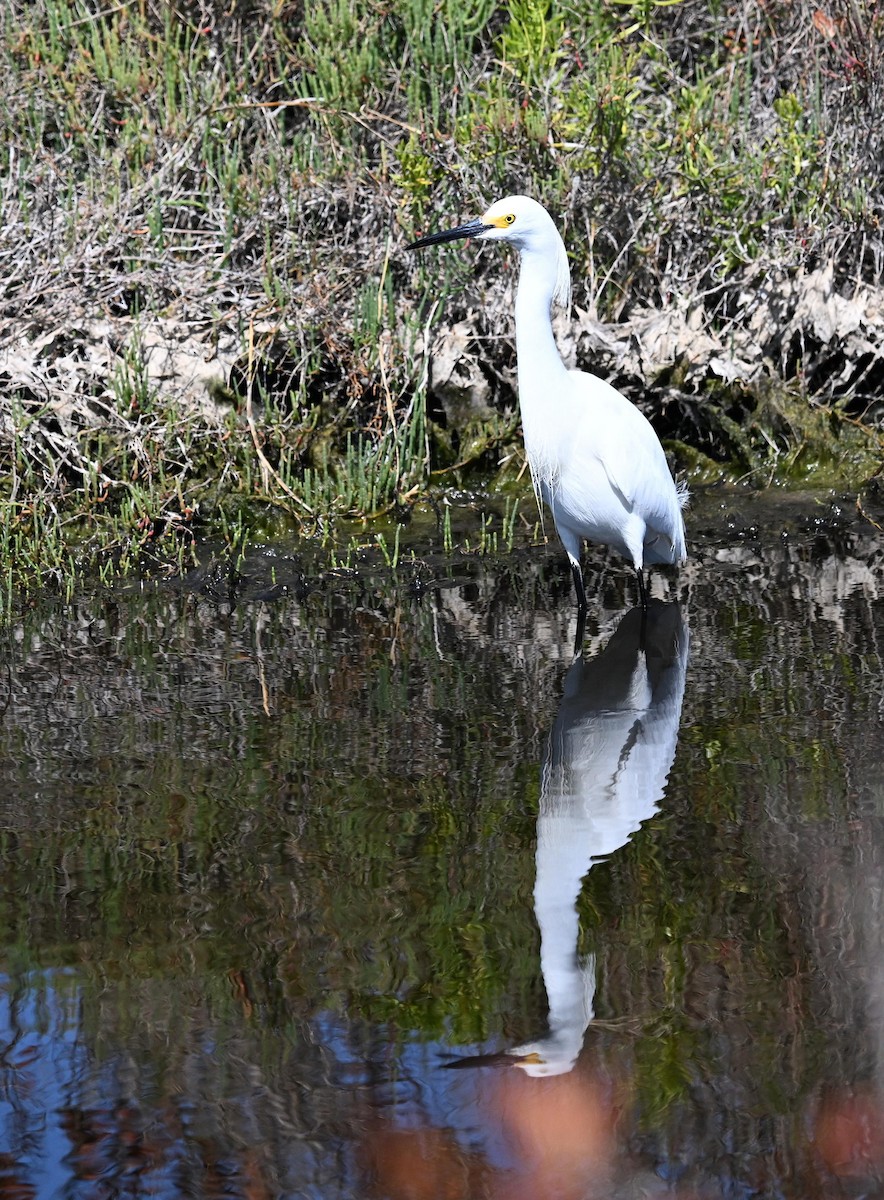 Snowy Egret - ML652231885