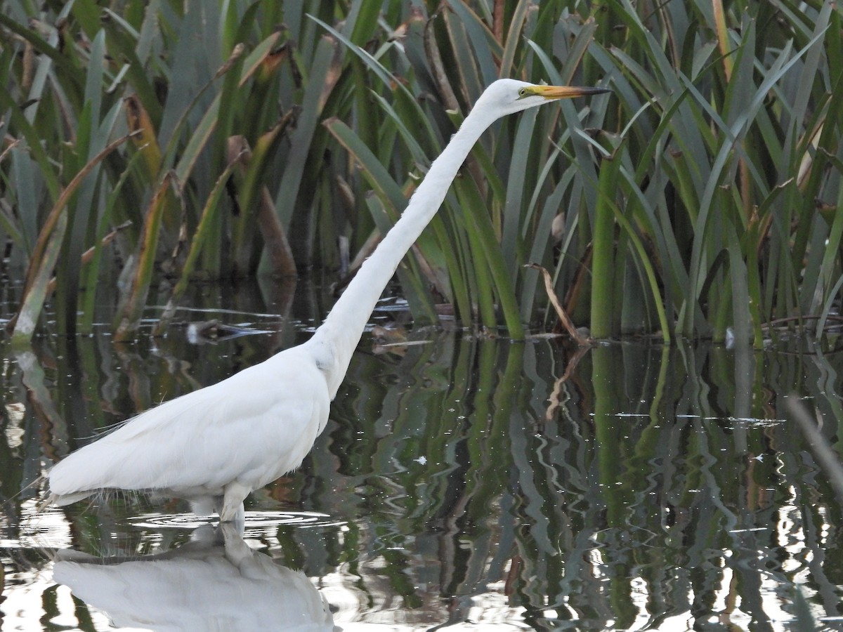 Great Egret (modesta) - ML652231886