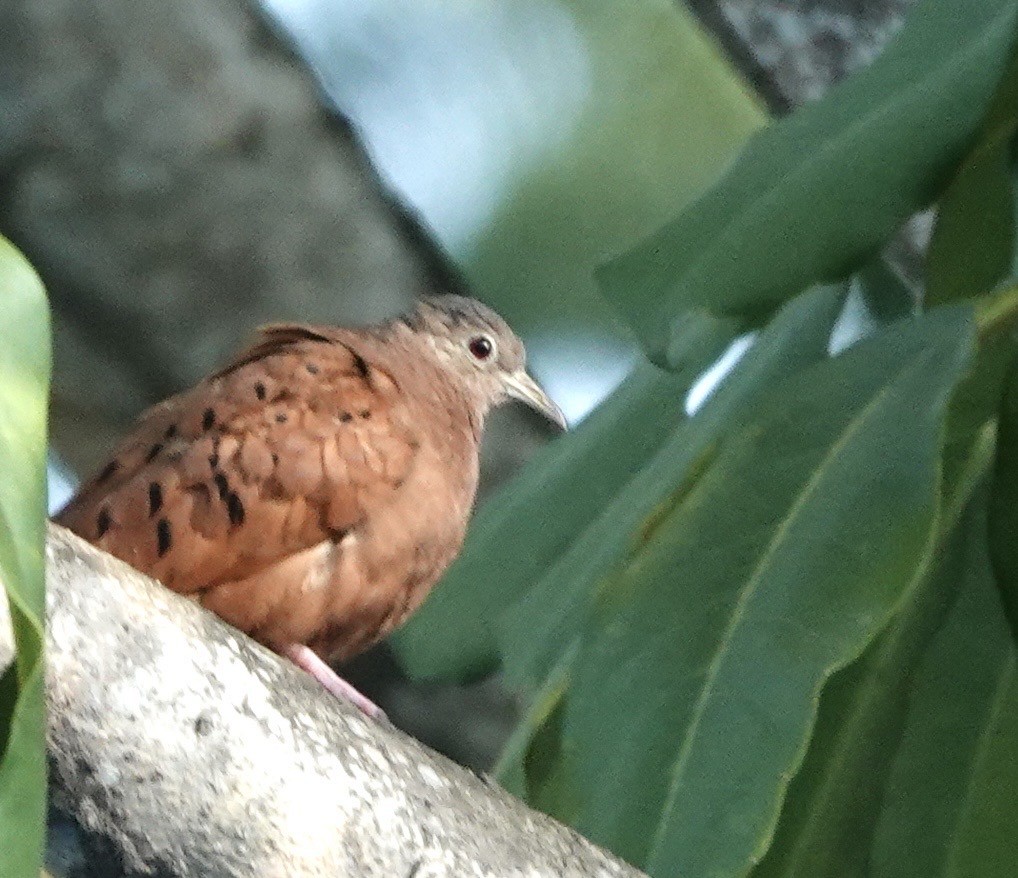 Red-crowned Woodpecker - ML652231887