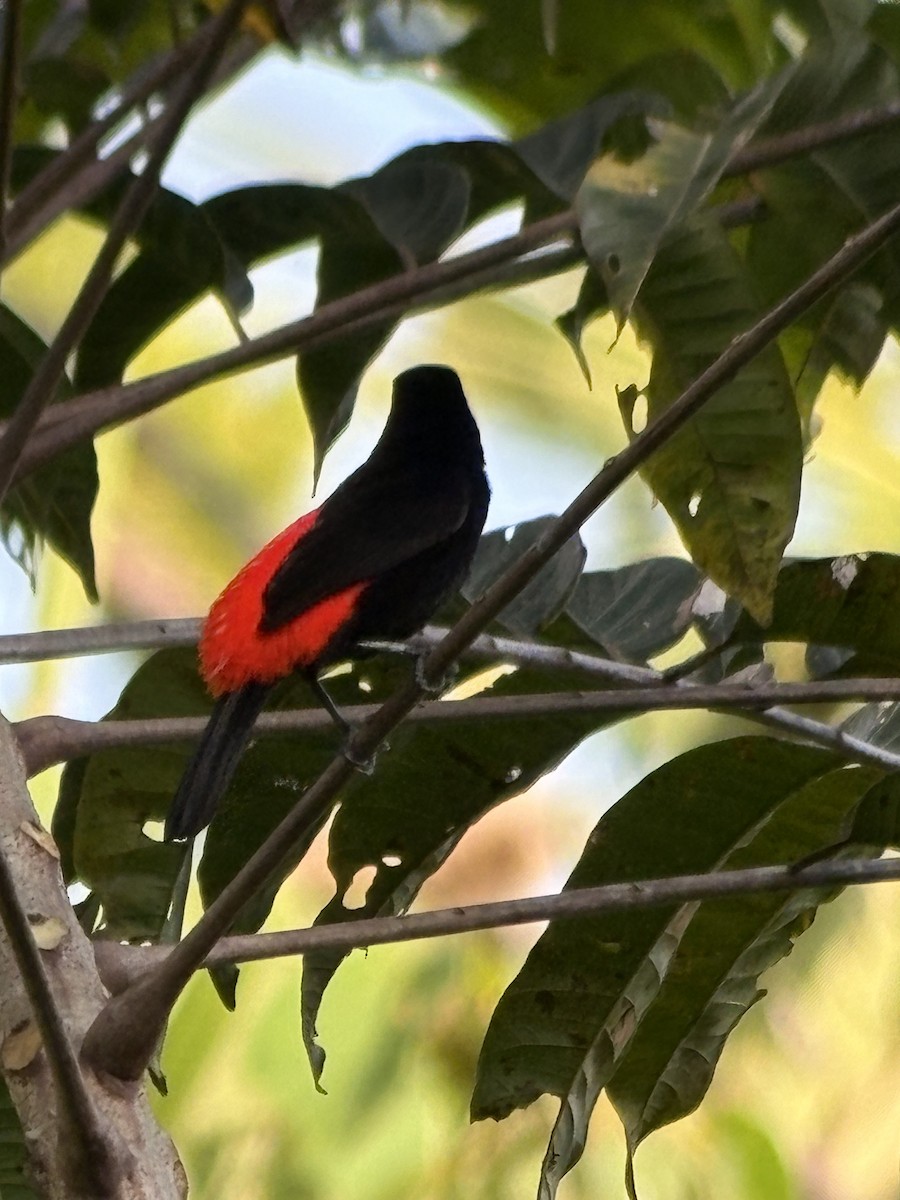 Scarlet-rumped Tanager (Cherrie's) - ML652231890