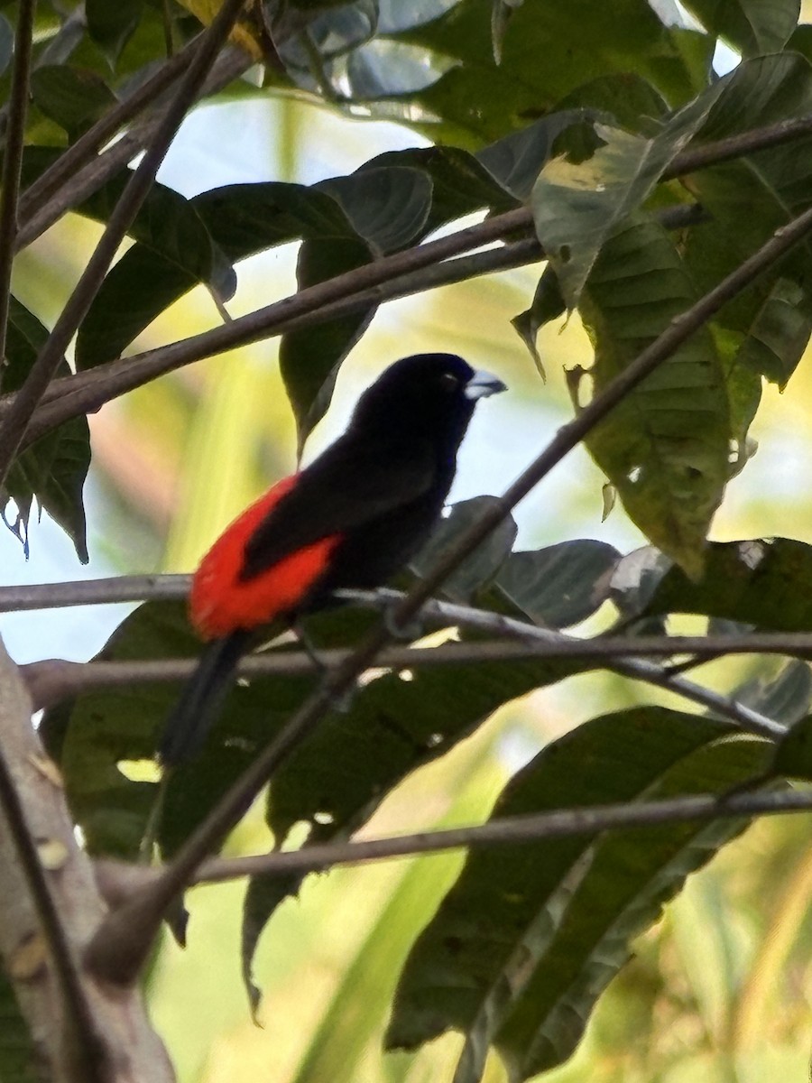 Scarlet-rumped Tanager (Cherrie's) - ML652231891