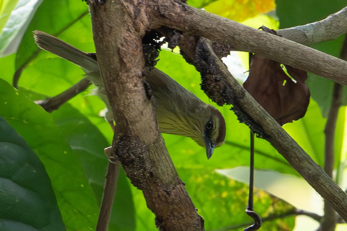 Pin-striped Tit-Babbler - ML652231892