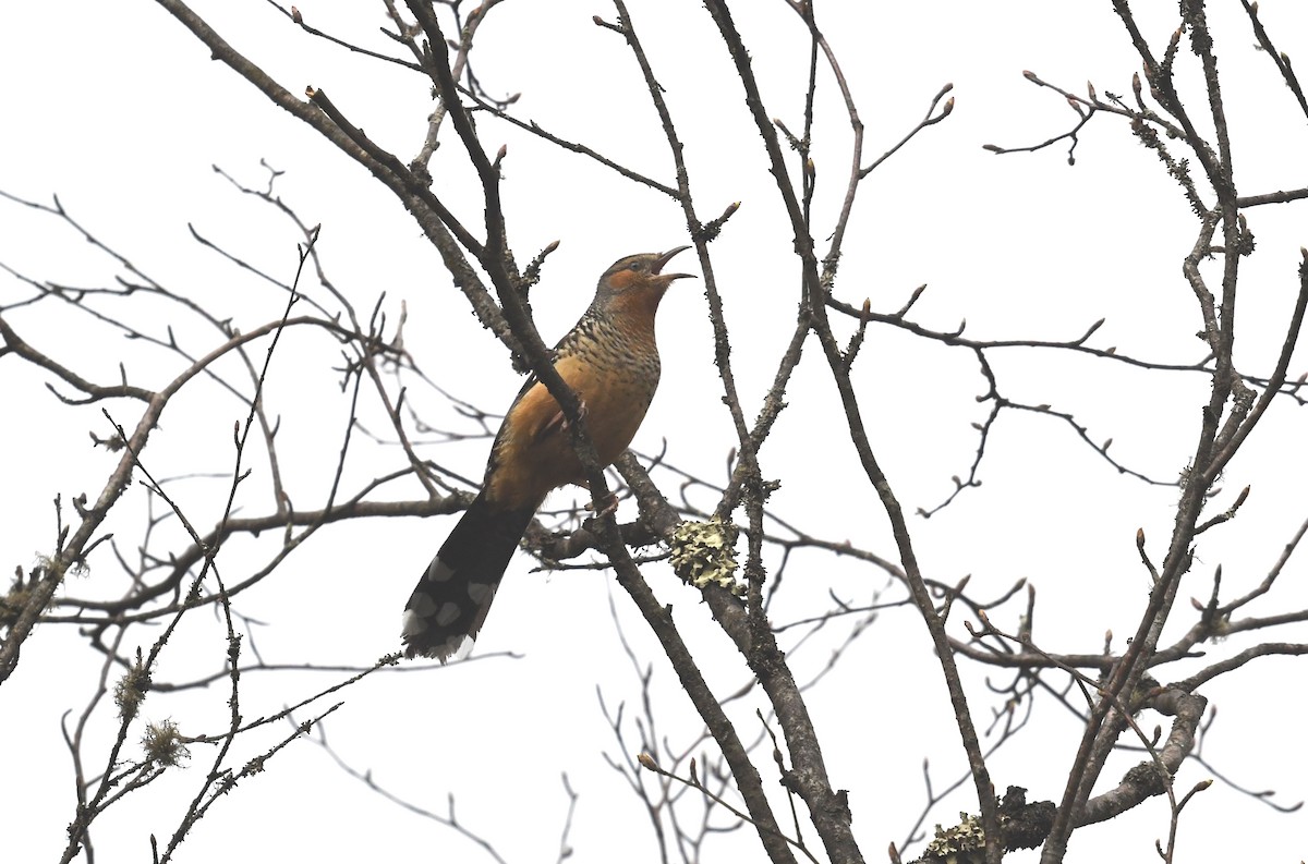 Giant Laughingthrush - ML652231893