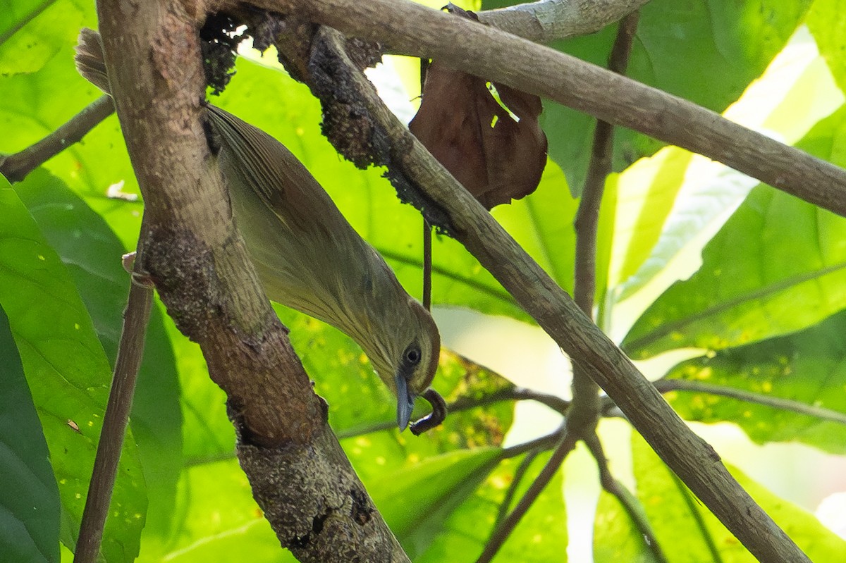 Pin-striped Tit-Babbler - ML652231894
