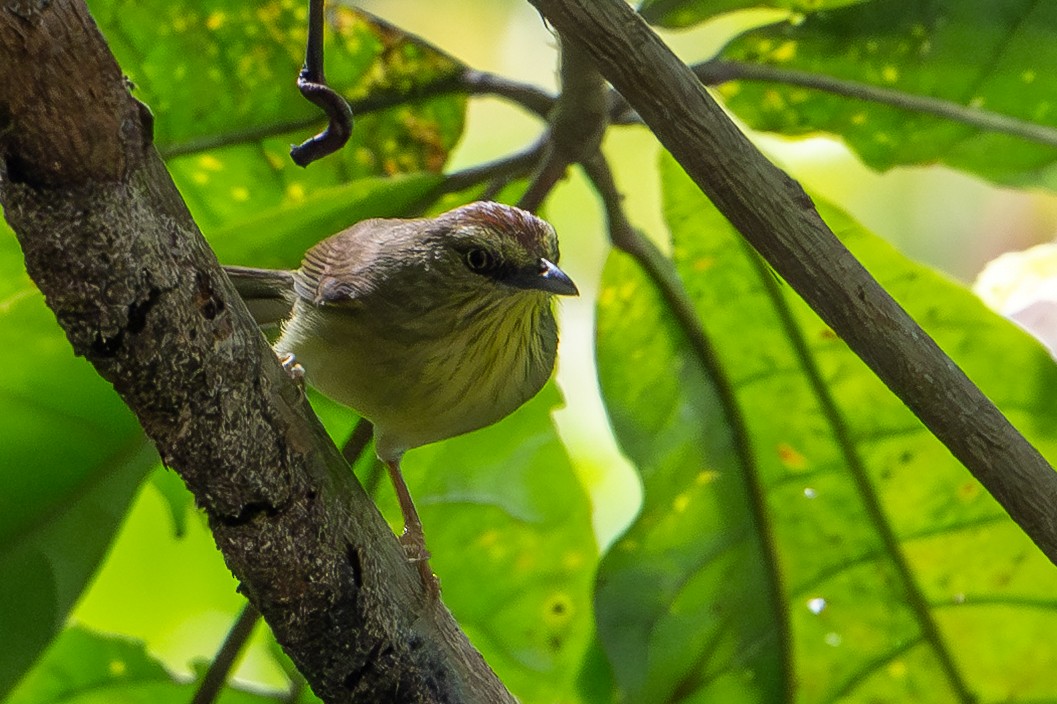 Pin-striped Tit-Babbler - ML652231895