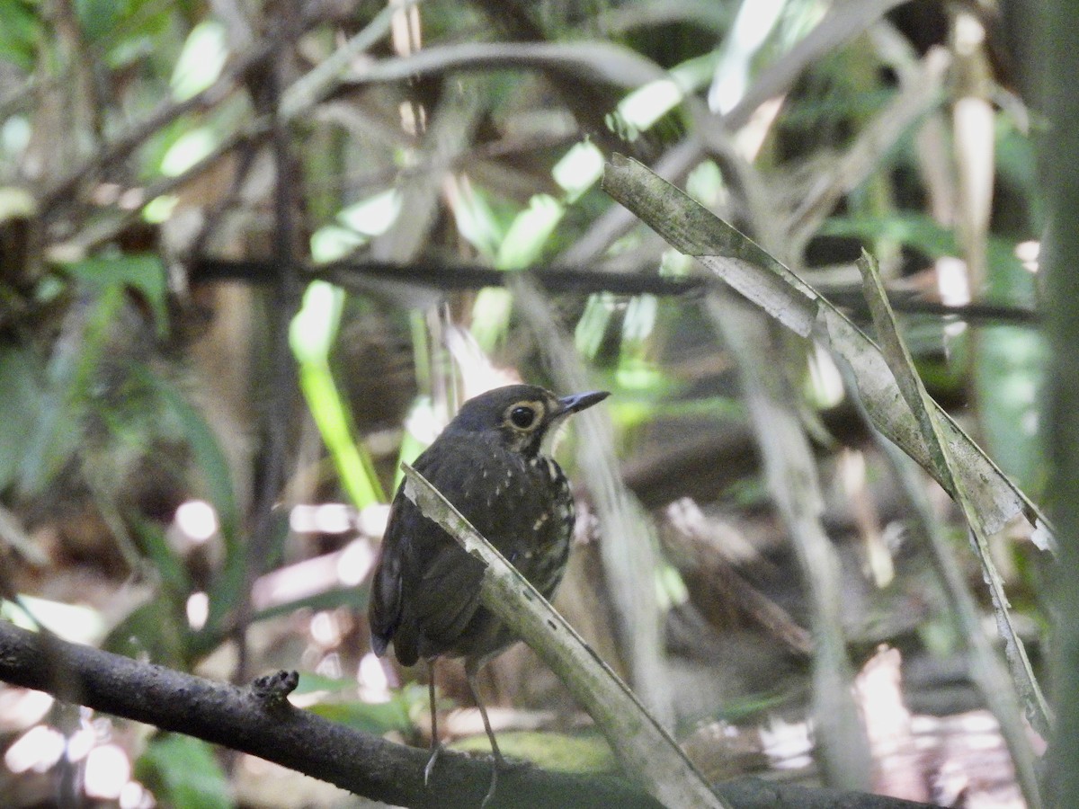 Streak-chested Antpitta - ML652231896