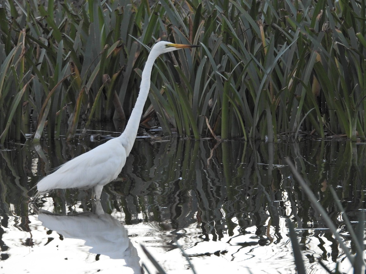 Great Egret (modesta) - ML652231897