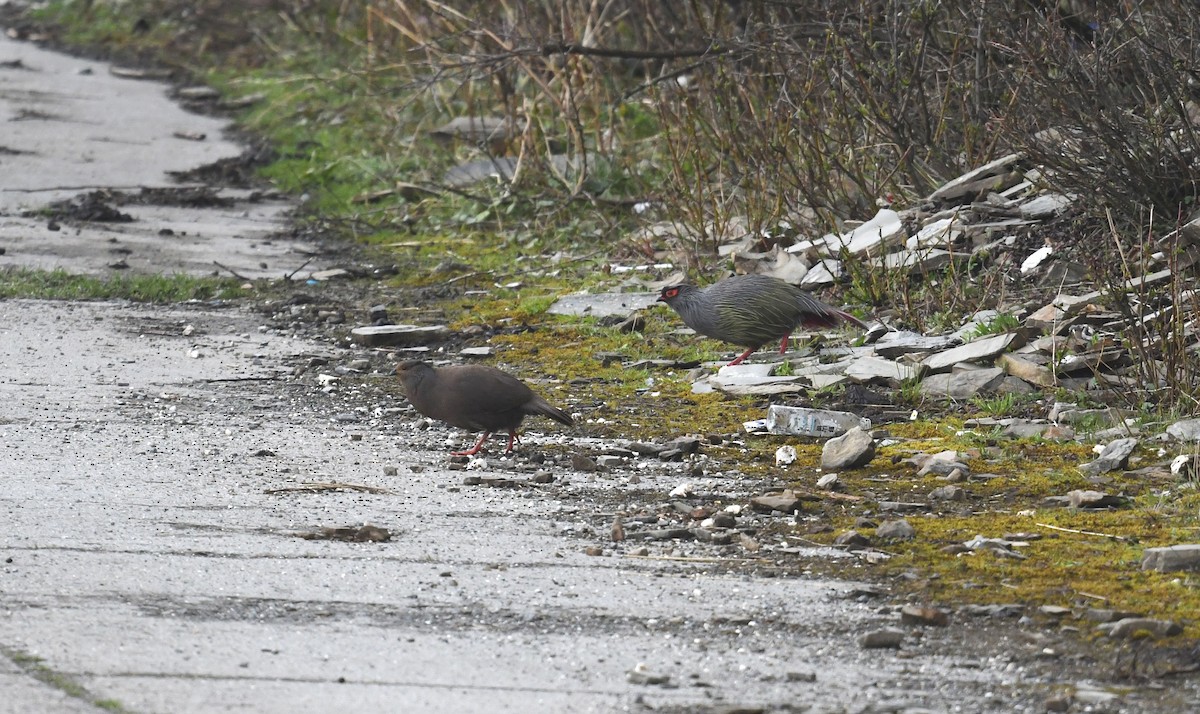 Blood Pheasant - ML652231898