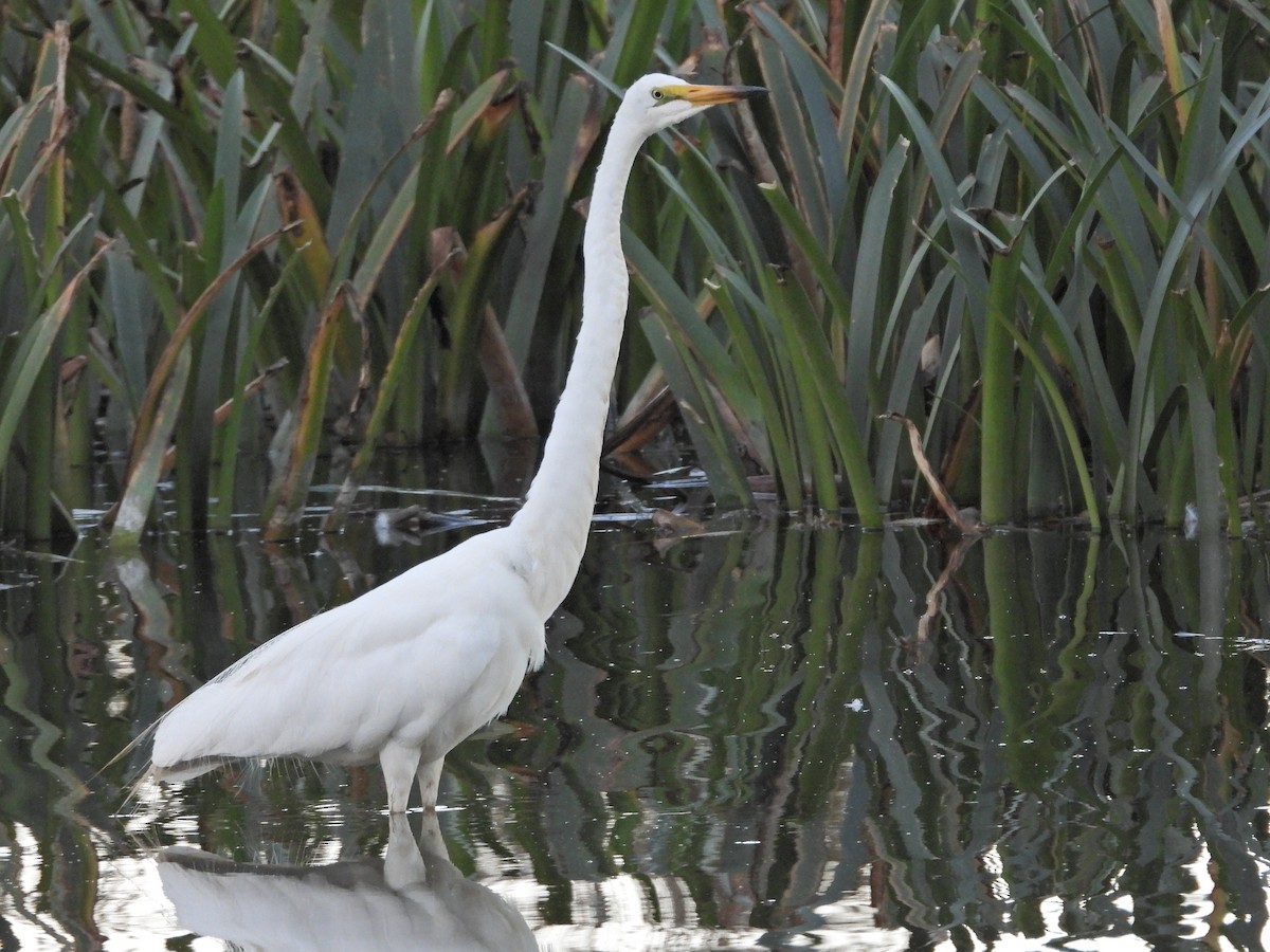 Great Egret (modesta) - ML652231899