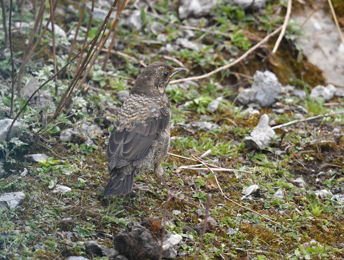 White-backed Thrush - ML652231900