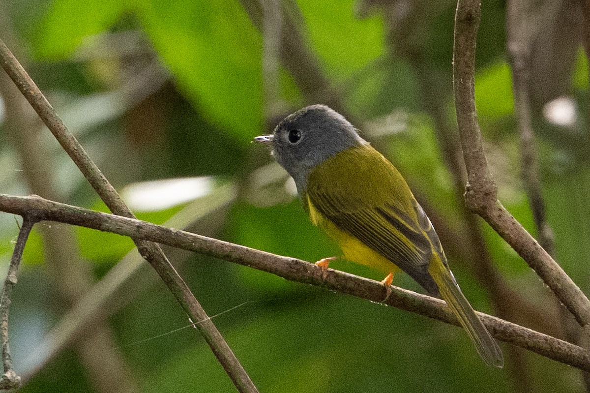 Gray-headed Canary-Flycatcher - ML652231903