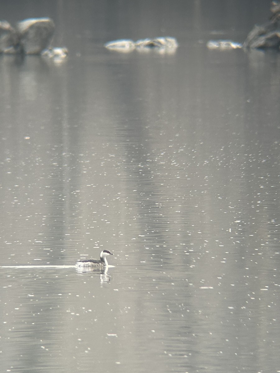 Horned Grebe - ML652231904
