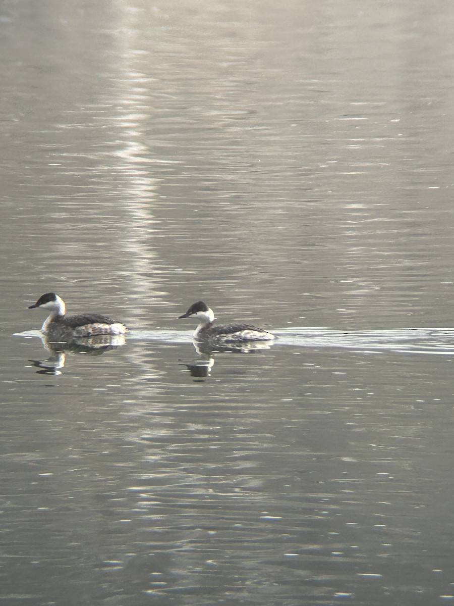 Horned Grebe - ML652231905